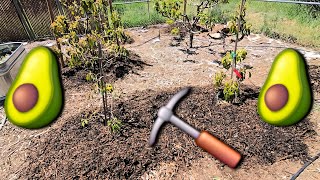 AVOCADO TREES IN CLAY SOIL MAINTENANCE