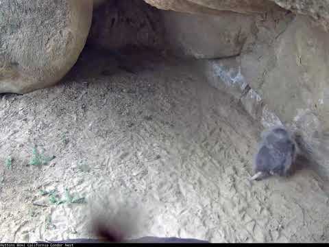 Condor Chick Waddles Across Nest Cavity – May 11, 2018