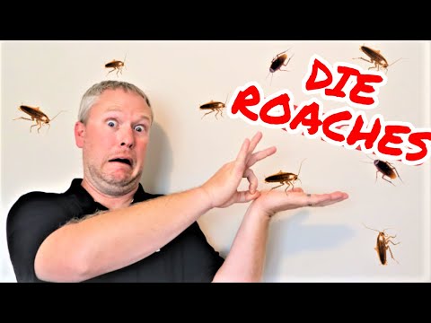 image-What is the best remedy to get rid of roaches?What is the best remedy to get rid of roaches?