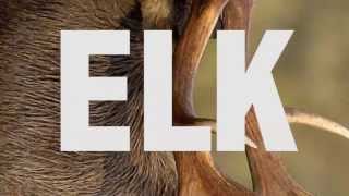 Elk Ringtone