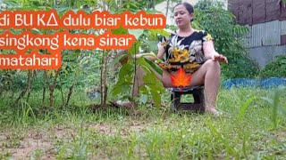 Download lagu Real100% Liat kebun ku.. Keliatan luas guys 🔥🔥🔥 mp3