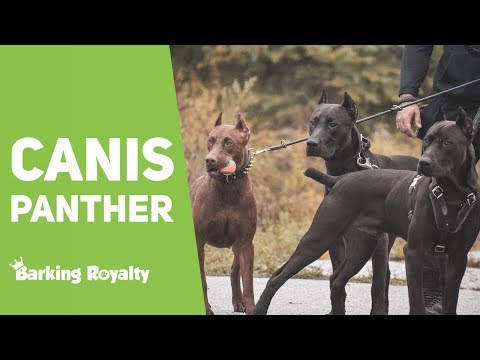 Canis Panther - The Ultimate Guide to Panther Dog