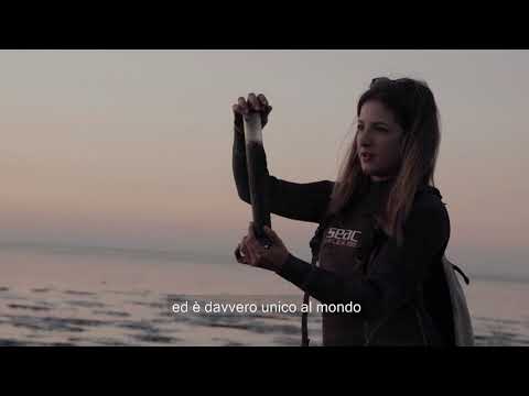 Copertina del video