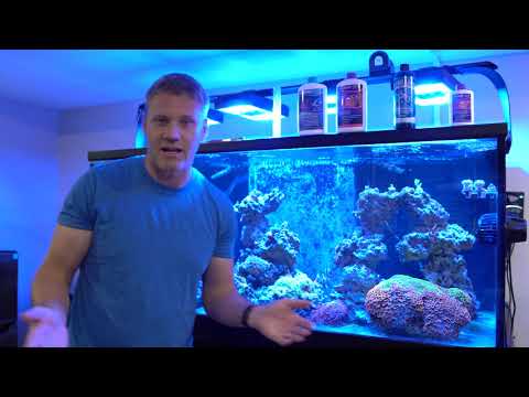 Should you Ad Bacteria to your Reef Tank