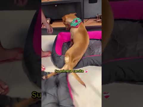 Perrita adoptada agradecida con su primera camita ❤️‍🩹 #perros #perritos