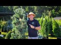Conifer and Evergreen Tour! |Conifers that Grow In the South🌲|
