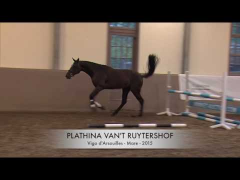 Plathina van't Ruytershof (Vigo d'Arsouilles x Bamako de Muze)