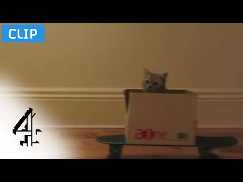 Politics vs. Cat Videos | Alternative Election | Channel 4