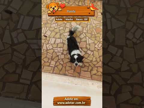 Vídeo de Panda
