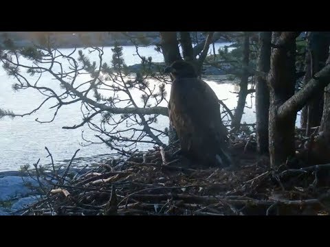 Smola Norway Eagle Cam ~ Elida's Morning Visit ~ Casting a Pellet & Takeoff 7.30.18