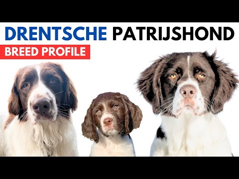 Drentsche Patrijshond Breed Profile History - Price - Traits - Dutch Partridge Dog Grooming Needs