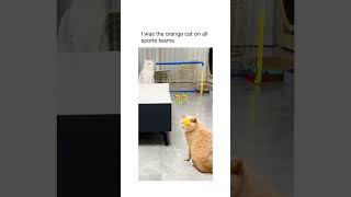 Download lagu Kucing Bermain: Kucing oranye sangat mudah dipahami #hewan #kucing #permainan #olahraga #kucingbermain #sepakbola #bola voli mp3 Download lagu Kucing Bermain: Kucing oranye sangat mudah dipahami #hewan #kucing #permainan #olahraga #kucingbermain #sepakbola #bola voli mp3