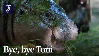 Zwergflusspferd-Dame Toni verlässt Berlin