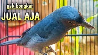 Download lagu srigunting abu abu gacor TOP pancingan srigunting abu biar bunyi JADIKAN srigunting gacor NGAMUK mp3
