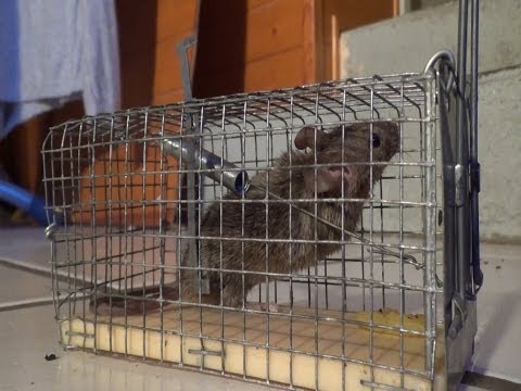 I segni se a un cane striscia Helminth ascarid di una fotografia