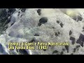 Peppino di Capri e Pietra Montecorvino - Favola Blues