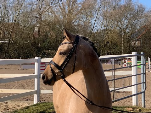 Hollys Honey 4j. Deutsches Reitpony for sale 8.500 Euro