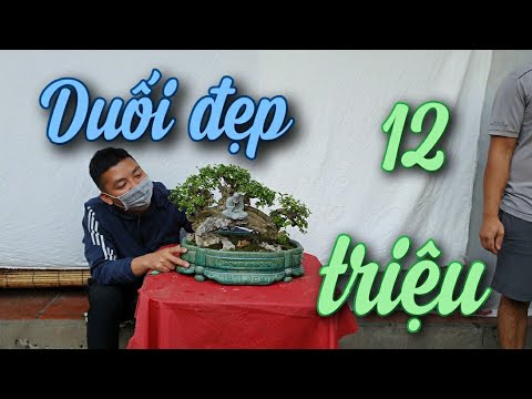 SH.5969. Beautiful artistic Elaium tree, really pleasing to the eye. Contact phone number 0964.89...