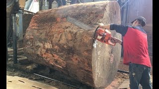 Amazing Dangerous Chainsaw Skills Giant Tree - Dangerous Biggest Wood Sawmill Machine Working