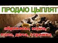 Как продать цыплят, мама, папа, дача, стрижка, абрикосы моё всё Как продать цыплят, мама, папа, дача, стрижка, абрикосы моё всё