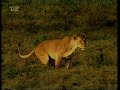 Tegnefilm På TV2 Hugo På Safari
