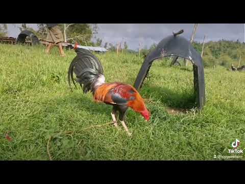 Sweater/Roundhead/Hatch #SpyGamefarm