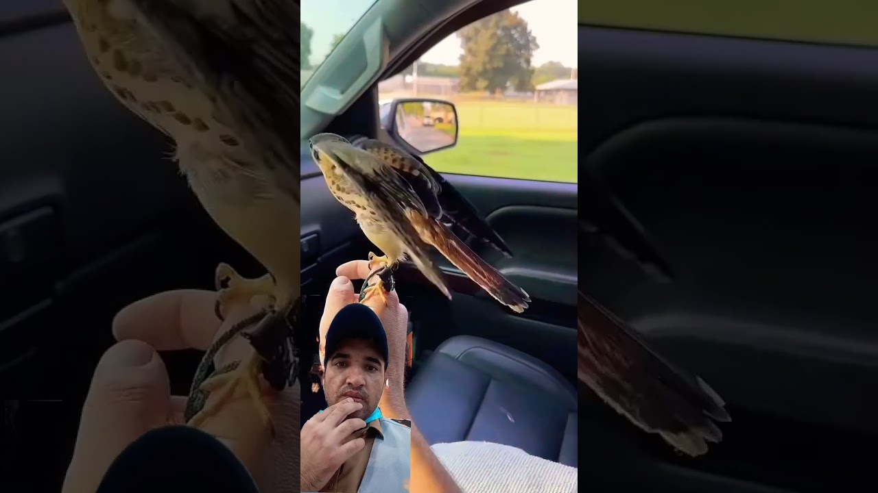 Boomerang gang back at it again