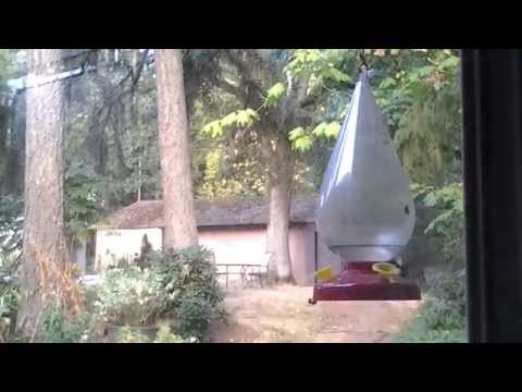 Ann's Hummingbird (Has Red Head)