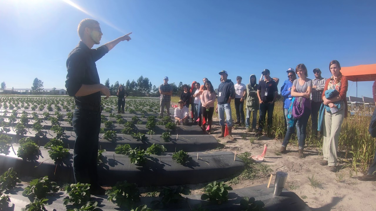 Strawberry breeding program at the University of Florida