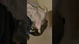 American Bully Puppies Videos