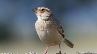 Download lagu SUARA ASLI MONGOLIAN LARK GACOR DI ALAM mp3 Download lagu SUARA ASLI MONGOLIAN LARK GACOR DI ALAM mp3