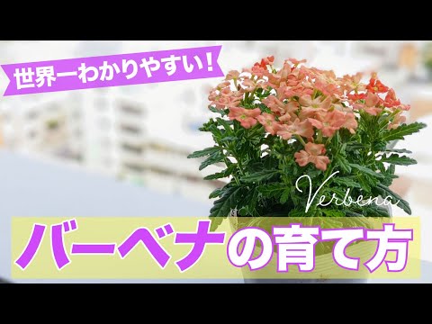 パタゴニアのバーベナ 植物