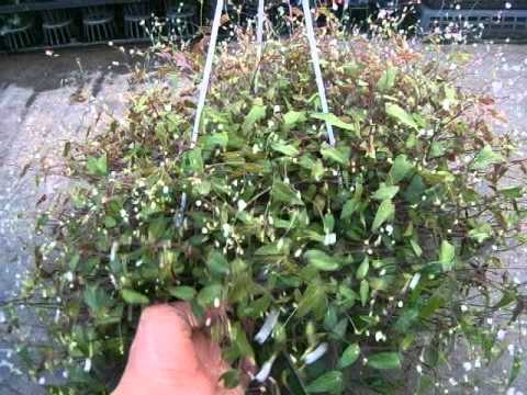 マグノリアの花の生垣 2023