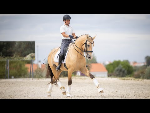 Horse for Sale |  Piro Free Recommended Lusitano Stallion – Moving Towards Grand Prix (REF#1053)