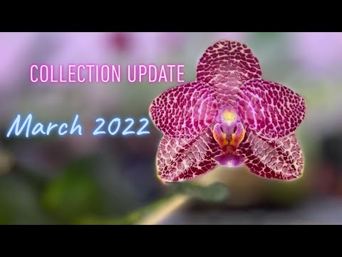 Orchid Collection Update - My Growspace, March 2022