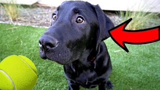 Labrador Puppy Learns How To Catch!!