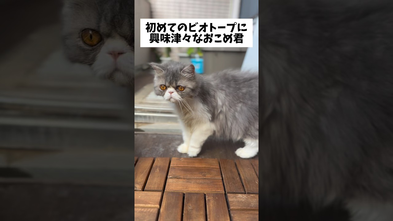 【エキゾチックロングヘア】初めてのビオトープ