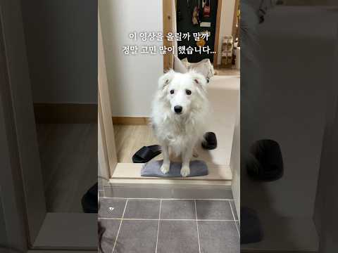 보더콜리가 머리가 좋긴 하네요...