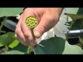 Bill Bancroft shows Lotus Jacui, Chinese Lotus, Growing Lotu