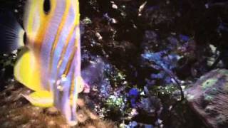 LIFEGUARDS - Product Head