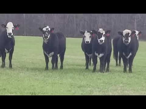 Cattle Range 803C544-301