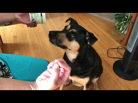 Teaching the nose freeze indication Part 1 Nosework/Scent Detection