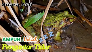 Download lagu Suara Kodok Sawah malam hari mp3 Download lagu Suara Kodok Sawah malam hari mp3