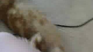 Charlie bites my foot HARD!!!!!!