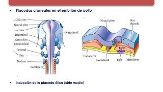 Mecanismos Celulares del Desarrollo 4: Vías de Señalización