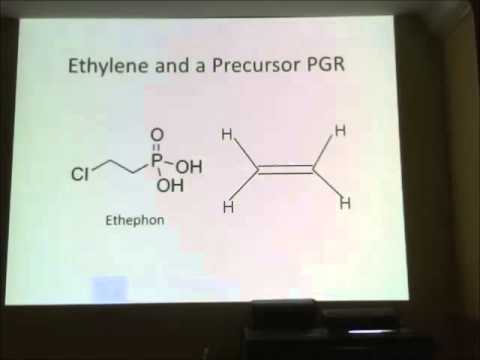 JSC 2014 2015   Science Lecture 3   Plant Growth Regulators