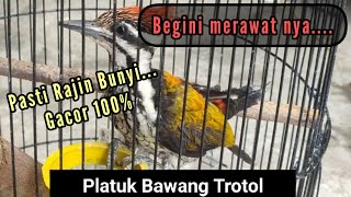 Download lagu PERAWATAN PELATUK BAWANG AGAR RAJIN BUNYI ❗ TERBUKTI AMPUH !!! PELATUK BAWANG GACOR mp3