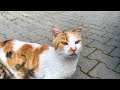 Calico Cat Waiting On The Corner Recognized Me And Accepted My Gift
