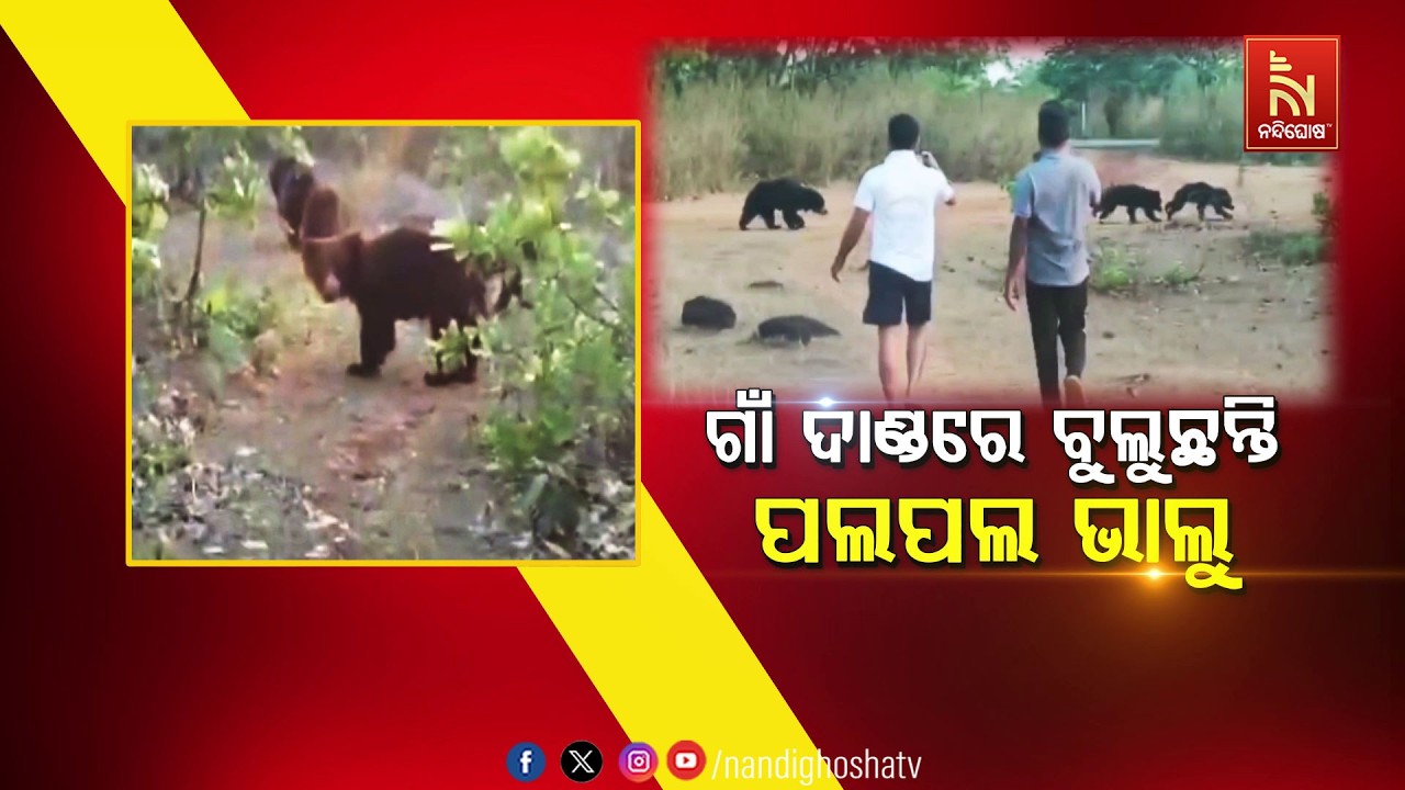 🔴 Live | ଗାଁ ଦାଣ୍ଡରେ ବୁଲୁଛନ୍ତି ପଲପଲ ଭାଲୁ