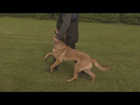 IGP training obedience - Frambos Zack 11 months old